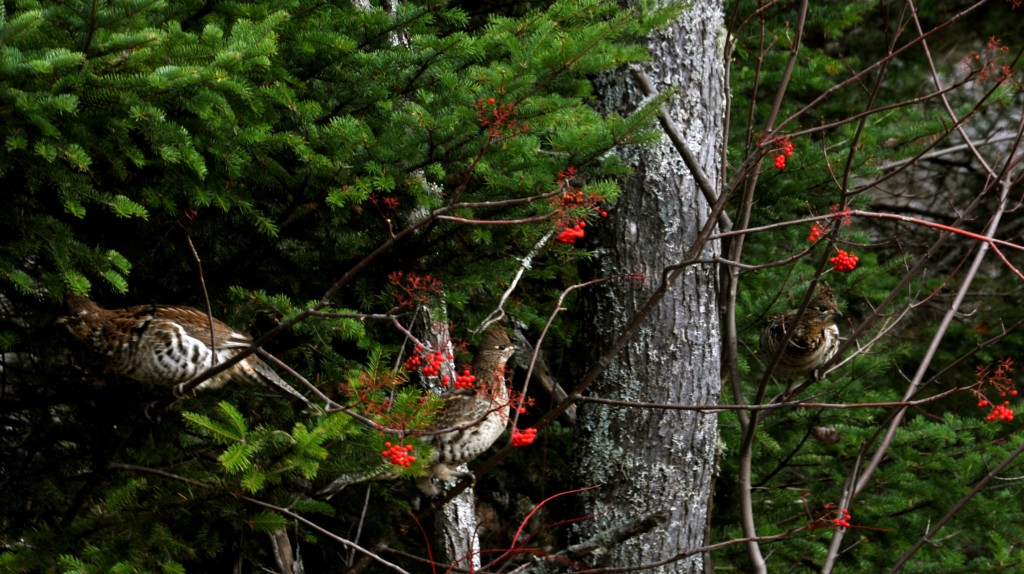 Ruffed Grouse Feeding on Mountain Ash?