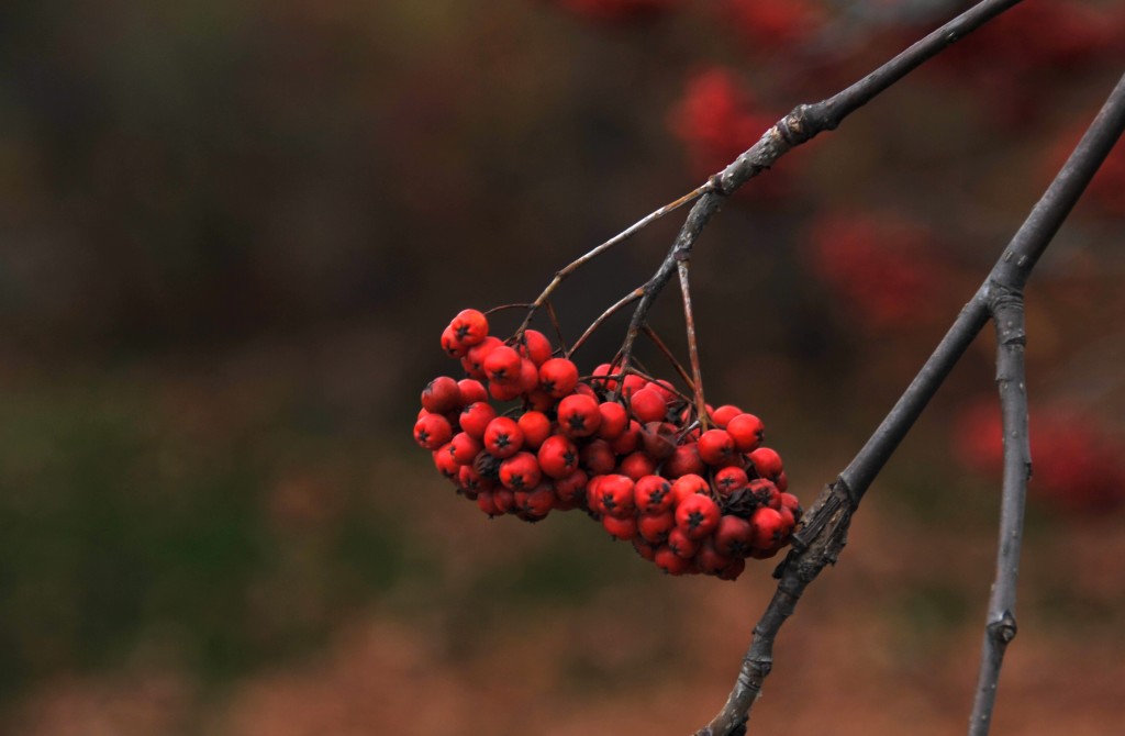 Winterberry in Maine