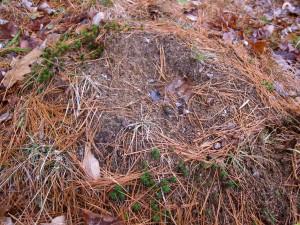 Anthill with grouse droppings