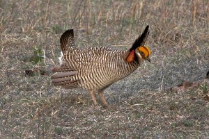 A male lesser prairie chicken (Texas Parks and Wildlife Dept. | Tom Harvey)