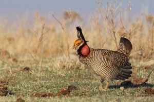 Lesser Prairie Chicken, photo by: Greg Kramos / USFWS