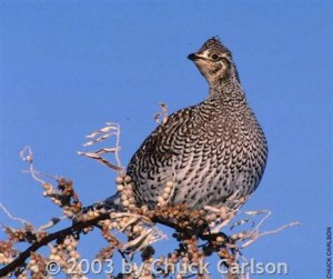 Sharptail grouse in Montana