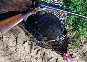 My 16lb, Tom Turkey. Taken with a 12 gauge A.H. Fox HE "Super Fox" double barrel shotgun