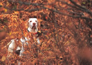 Puck in the Field, October  2013