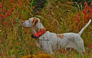 Puck in the Field, October  2013