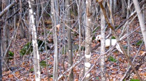 Puck pointing a running grouse