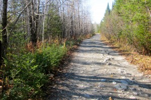 Classic big-woods Maine cover. I walk the road, Puck works the edges.