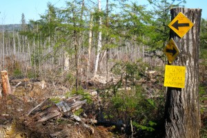 A small cut. It may look bad, but it's really future grouse cover. Those slender trees are poplars, and they're take over and bring in the birds.