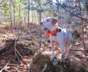 Strangest point ever - Puck, on a rock, pointing a running grouse.