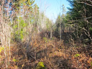 More big woods cover. This is an old skidder trail.