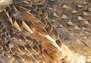 Back feathers on a grouse