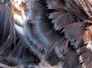 "ruff" feathers around grouse's neck. Where the name "Ruffed" grouse comes from.