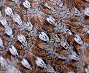 Feathers on the back of a grouse