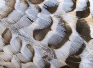 Breast feathers on a grouse