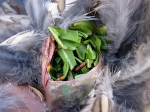 Grouse crop. Both birds were full of the same green stuff and the buds.