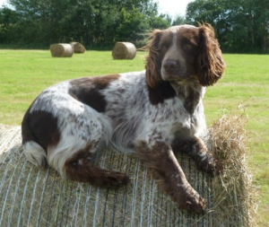 A Sprocker Spaniel, from SprockerSpaniel.co.uk