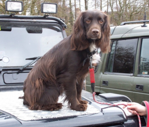 A Sprocker Spaniel, from SprockerSpaniel.co.uk