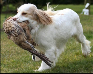 A Clumber Spaniel 