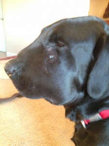 Angus the Lab suffering from a rattler bite.