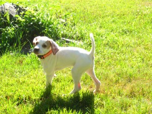 Lexi, English Pointer, Superior Pointers