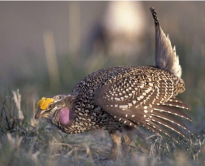 Sharp-tailed grouse, photo by John Cancalosi/VIREO, from Audubon.org site