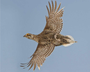 Sharp-tailed grouse, photo by Glenn Bartley/VIREO, from Audubon.org site