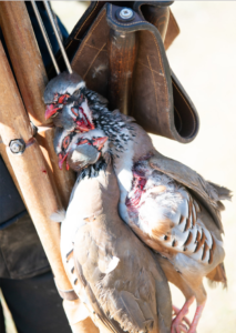 Red-legged partridge shooting in Spain with Delaney & Sons: European shooting specialists